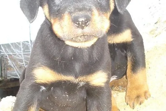 Rottweiler, Rottweilery zobacz chyba warto.....