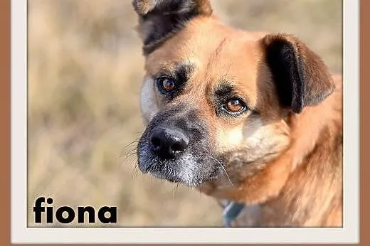 FIONA,średnia,łagodna,spokojna suczka gładkowłosa.ADOPCJA,  dolnośląskie Wrocław