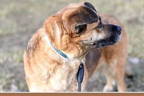 FIONA,średnia,łagodna,spokojna suczka gładkowłosa.