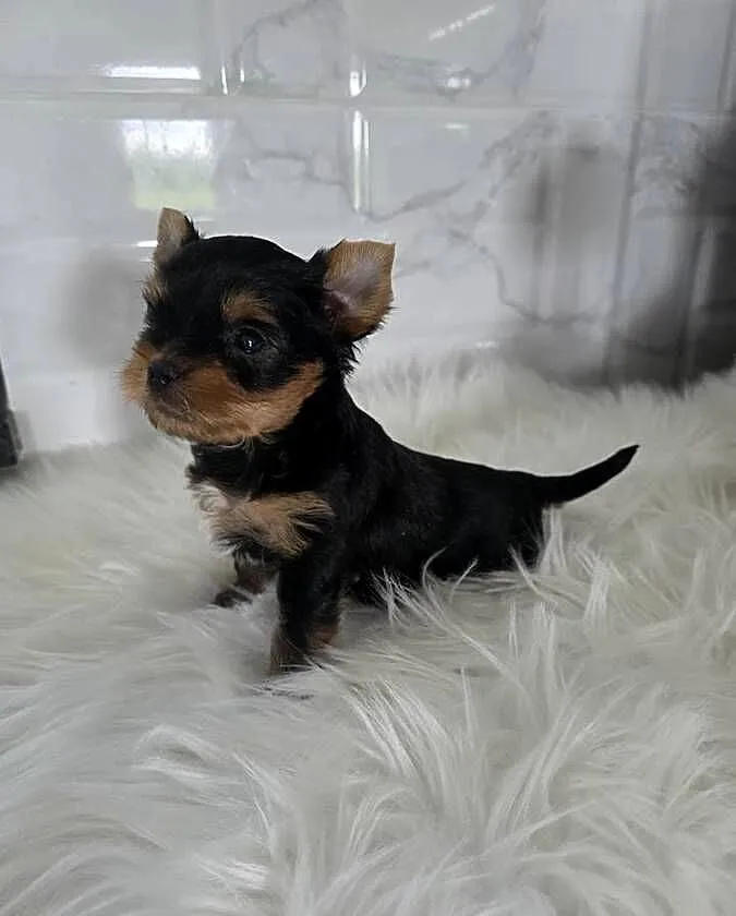 Piesek yorkshire terrier, Pomorskie, Tomaszewo