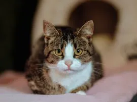 Cudowna Marzenka, wyjątkowa kotka do adopcji  Wyjątkowa kotka szuka wyjątkowego domu. Marzenka trafi