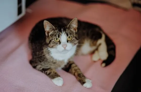 Cudowna Marzenka, wyjątkowa kotka do adopcji  Wyjątkowa kotka szuka wyjątkowego domu. Marzenka trafi, , Warszawa