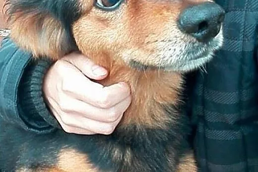 Pilnie potrzebne schronienie dla małego pieska pomocy !!!,  Kundelki cała Polska