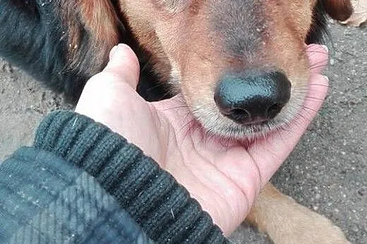Pilnie potrzebne schronienie dla małego pieska pom