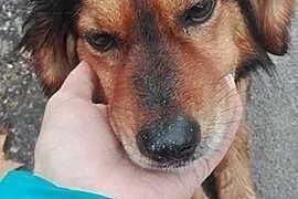 Pilnie potrzebne schronienie dla małego pieska pom