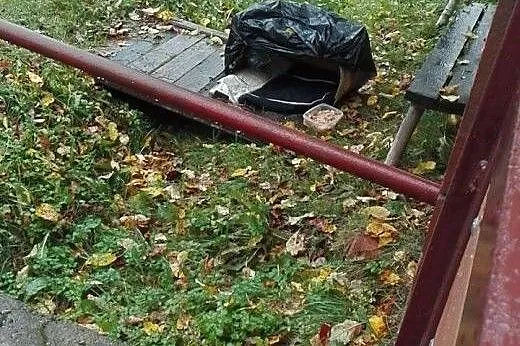 Pilnie potrzebne schronienie dla małego pieska pom