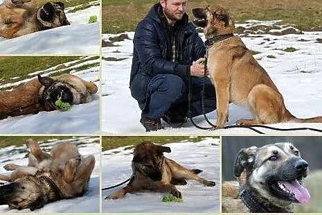 Maszka - urocza, kochana sunia w typie podhalana ,