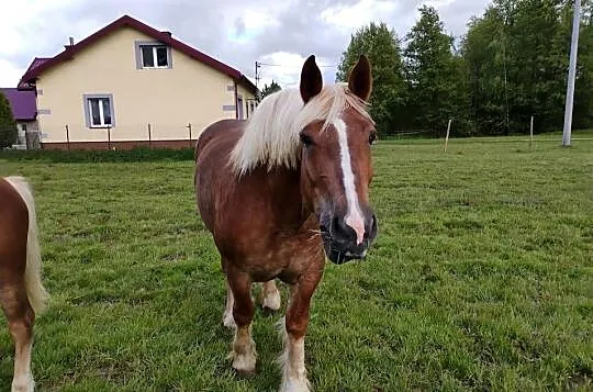 Sprzedam klacz zimnokrwista, Mazowieckie, Sewerynów