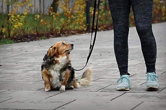 KULKA - adoptuj wspaniałego psa, co wiarę w ludzi , Warszawa