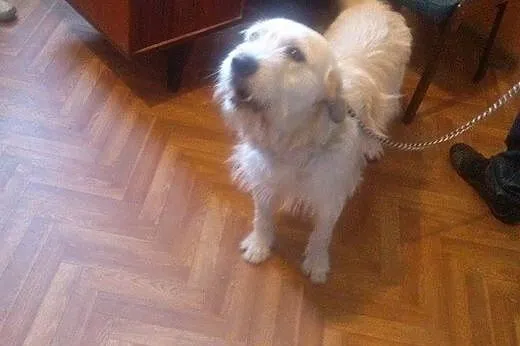 3-letni Pluto łagodny piesek lubiący dzieci,  wiel