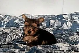 Yorkshire terrier