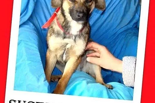7 miesięczna sunia ŻUCZKA,przytulaśna,wesoła łagod