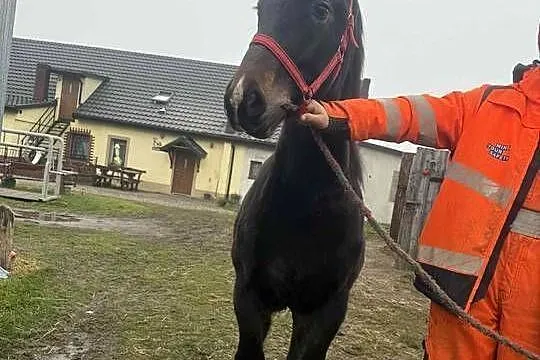 Sprzedam ogierka ślaskiego 10 miesięcy, Kujawsko-pomorskie, Topólka