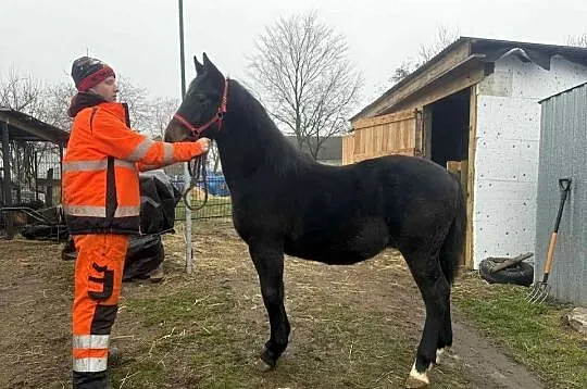 Sprzedam ogierka ślaskiego 10 miesięcy, Kujawsko-pomorskie, Topólka