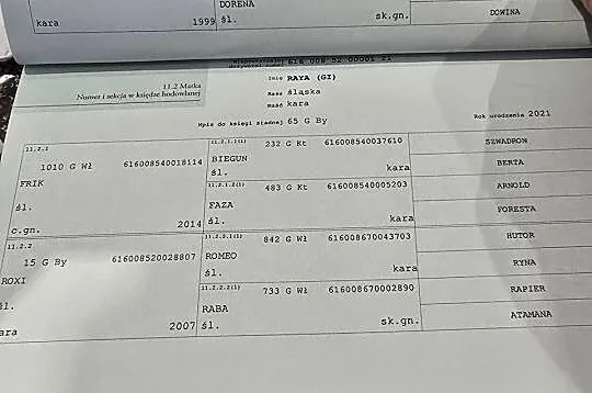 Sprzedam ogierka ślaskiego 10 miesięcy, Kujawsko-pomorskie, Topólka