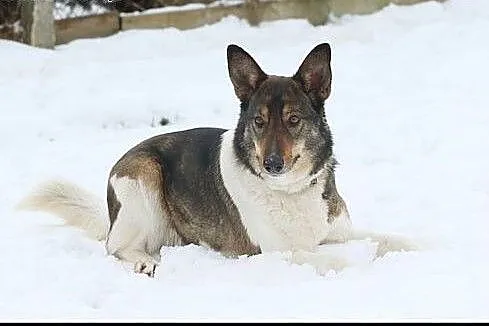 Ok. 3,5-letni uroczy Bono szuka nowego domu ! DT/D