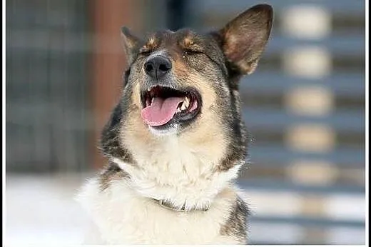 Ok. 3,5-letni uroczy Bono szuka nowego domu ! DT/D