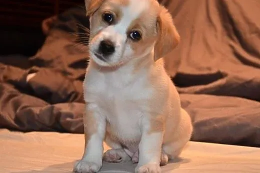 BONO - słodki CUKIERECZEK który osłodzi Twoje życi