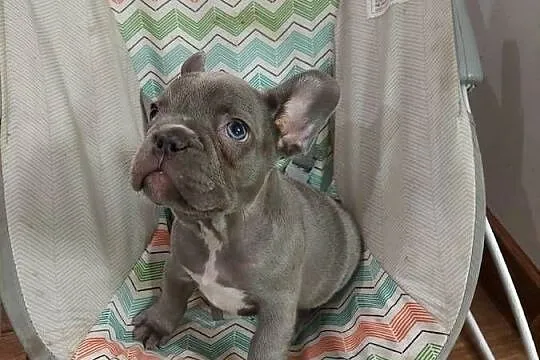Buldog francuski suczka lilac blue