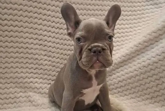 Buldog francuski suczka lilac blue, Wielkopolskie, Wronki