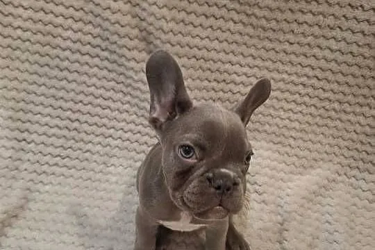 Buldog francuski suczka lilac blue, Wielkopolskie, Wronki