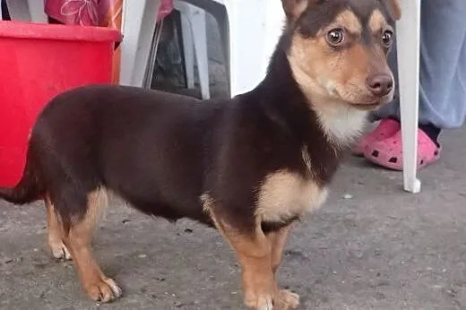 Lili- 3,5 kilowa sunia do adopcji ,  łódzkie Skierniewice
