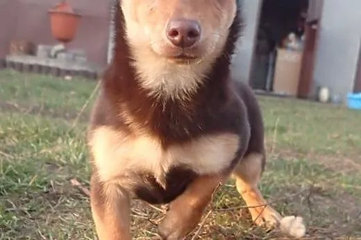 Lili- 3,5 kilowa sunia do adopcji ,  łódzkie Skier