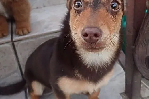 Lili- 3,5 kilowa sunia do adopcji ,  łódzkie Skier
