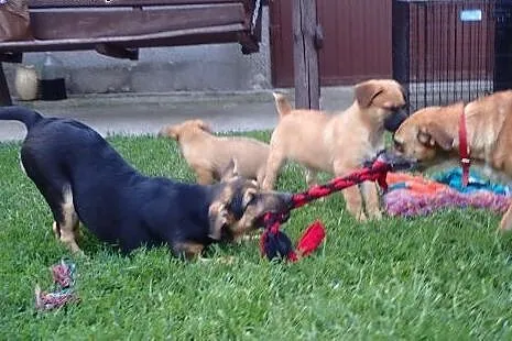 Tola szczeniak 4 miesiące do adopcji,  Kundelki ca