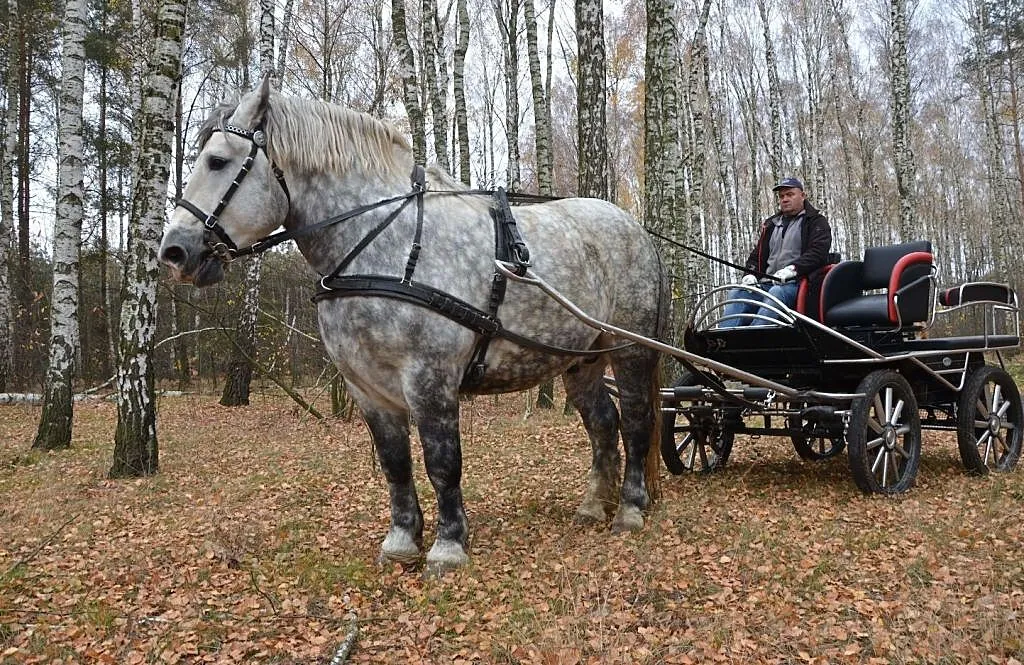 Stanówka Ogierem Zimnokrwistym Siwym - Dorosz, , Ignacew Podleśny