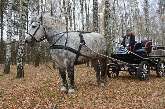 Stanówka Ogierem Zimnokrwistym Siwym - Dorosz, , Ignacew Podleśny
