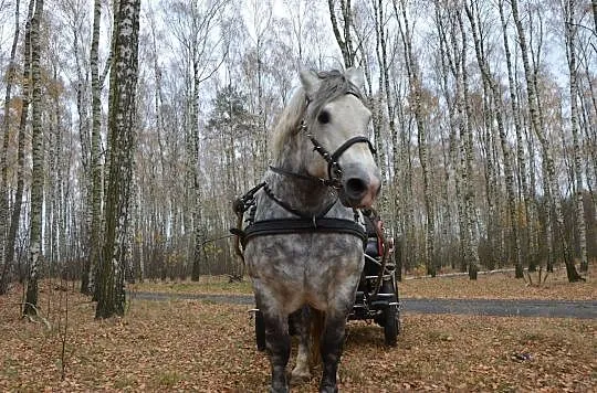 Stanówka Ogierem Zimnokrwistym Siwym - Dorosz, , Ignacew Podleśny