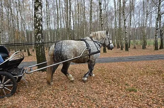 Stanówka Ogierem Zimnokrwistym Siwym - Dorosz, , Ignacew Podleśny