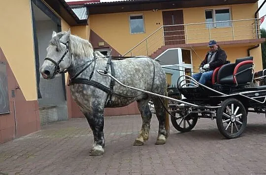 Stanówka Ogierem Zimnokrwistym Siwym - Dorosz, , Ignacew Podleśny