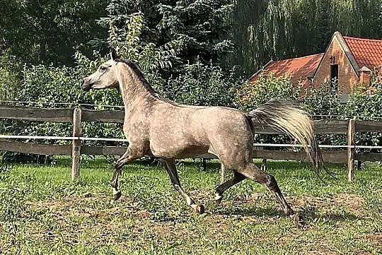 Sprzedam bardzo ładną klacz arabską, Nasielsk