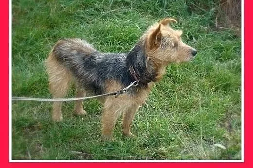 9 kg,terier australijski mix,przyjazny piesek LOLE