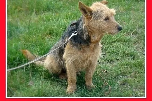 9 kg,terier australijski mix,przyjazny piesek LOLE