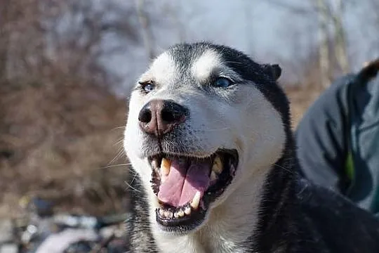 SYBIR-husky- małe jest piękne, Katowice