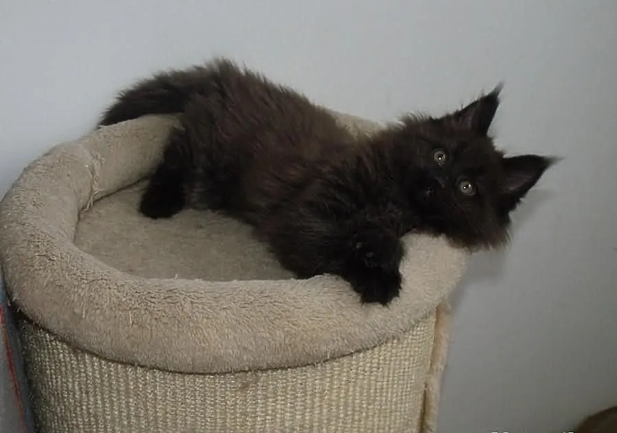 Śliczne puchate koteczki Maine Coon z rodowodem po