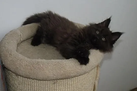 Śliczne puchate koteczki Maine Coon z rodowodem po