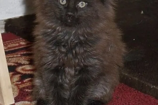 Śliczne puchate koteczki Maine Coon z rodowodem po