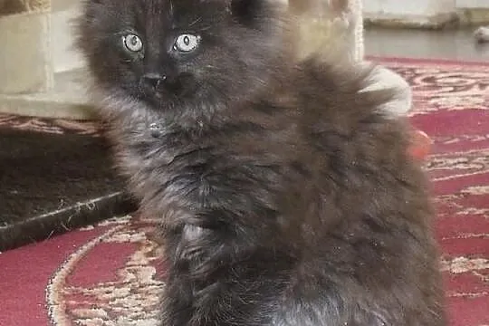 Śliczne puchate koteczki Maine Coon z rodowodem po