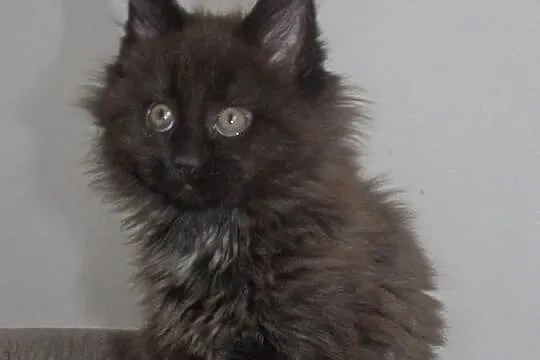 Śliczne puchate koteczki Maine Coon z rodowodem po