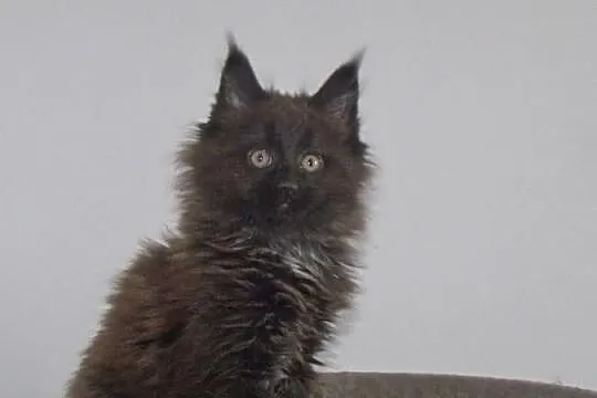 Śliczne puchate koteczki Maine Coon z rodowodem po