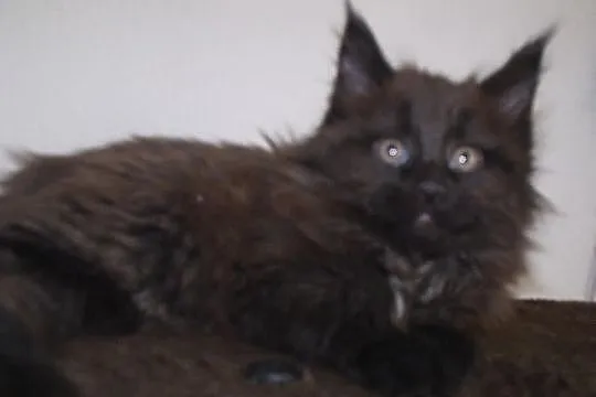 Śliczne puchate koteczki Maine Coon z rodowodem po