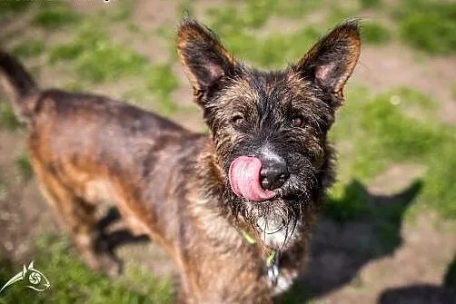 Wesoła, skoczna Londi do adopcji,  śląskie Gliwice