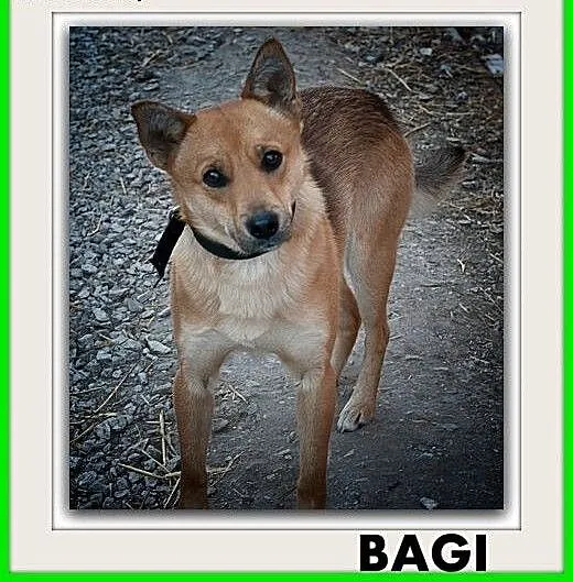10kg,mały,przyjazny,2lata,młody,tulaśny,szczepiony piesek BAGI.ADOPCJA, mazowieckie Warszawa, Mazowieckie, Warszawa