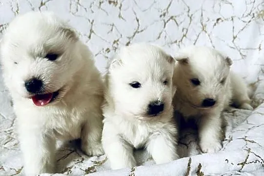 Samoyed ZKwP-śnieżnobiały chłopiec,domowa hodowla