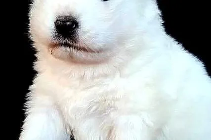 Samoyed ZKwP-śnieżnobiały chłopiec,domowa hodowla, Zachodniopomorskie, Koszalin