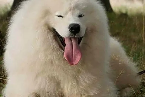 Samoyed ZKwP-śnieżnobiały chłopiec,domowa hodowla, Zachodniopomorskie, Koszalin